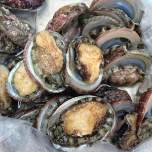 Bào Ngư Vũng Tàu (Sống)